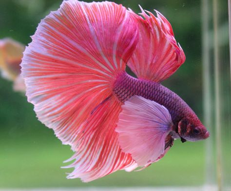 Dumbo Ear Betta Halfmoon Dumbo Ear Betta, Dumbo Betta Fish, Ikan Laga, Dumbo Ears, Betta Fish Types, Tropical Fish Aquarium, Pretty Fish, Betta Fish Tank, Beta Fish