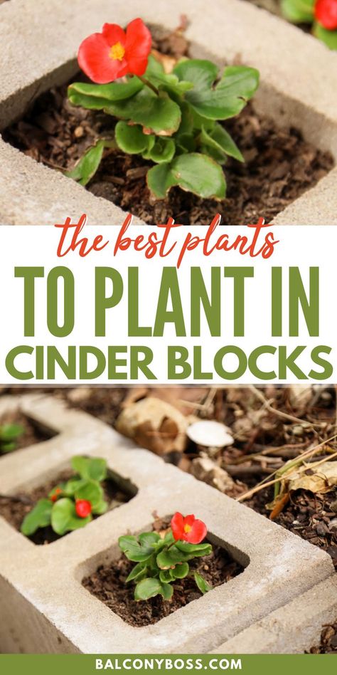 Here are the best plants to plant in cinder blocks! These 10 options don't need a ton of room to grow and work well within a porous container. From strawberries and herbs to petunias and sunflowers, there's something on this list for every person's taste to get their garden started easily and conveniently with cinder blocks. Click through for all the details! Planting In Cinder Blocks, Gardening With Cinder Blocks, Cinder Block Flower Garden, Block Planters Ideas, Landscaping With Cement Blocks, Cinder Block Planters Ideas, Cedar Block Garden, Chicken Run Cinder Blocks, Plants In Cinder Blocks