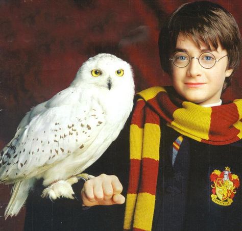 Harry Potter and Hedwig. Harry Potter Prequel, Harry Potter Pets, Harry Potter Wiki, Sette Nani, Harry Potter Owl, Harry Potter Hedwig, Anniversaire Harry Potter, Buku Harry Potter, Harry James