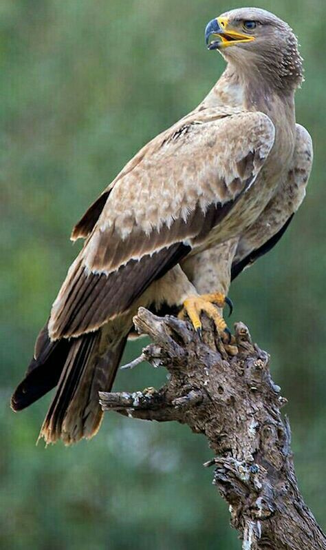 Adlerian Psychology, Adlerian Therapy, Tawny Eagle, Regard Animal, Raptors Bird, Eagle Images, Eagle Pictures, Nature Birds, Exotic Birds