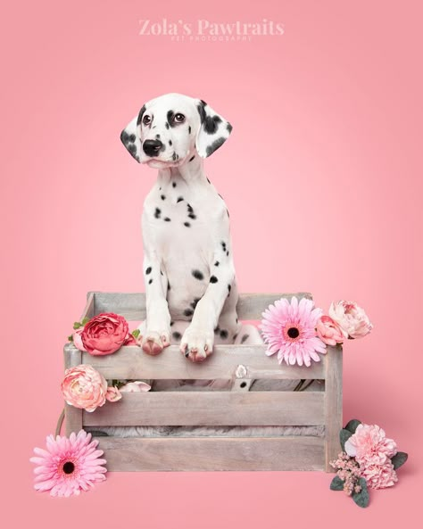 Dalmatian pup studio photography on pink background Dog Birthday Pictures, Pet Photography Props, Dog Photography Studio, Pet Photography Poses, Pet Photography Business, Dog Photoshoot Pet Photography, Dog Portrait Photography, Box Of Flowers, Dog Photography Poses