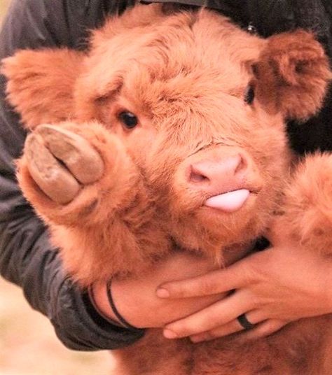 ♡♡ Sweet fluffy baby cows ♡♡ Cute Animals Drawings, Cool Animals, Pet Cows, Cow Cute, Animals Forest, Cutee Animals, Baby Farm Animals, Fluffy Cows