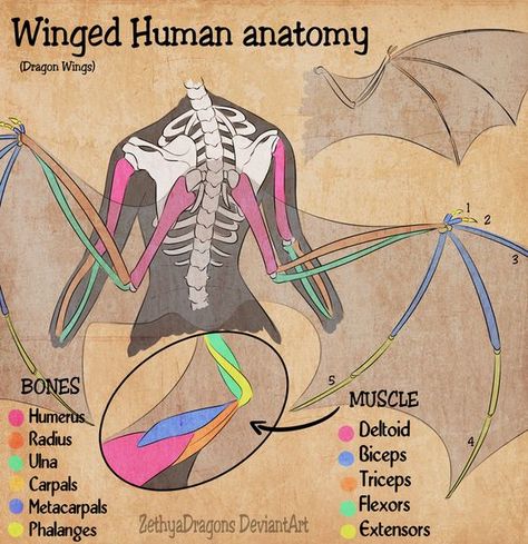 Wings On Human Reference, Winged Character Anatomy, Wing Anatomy Human, Wing Placement Reference, Bird Wings On Humans, What To Do With Foam Sheets, Winged Human Anatomy, Human Wings Anatomy, Winged Anime Character