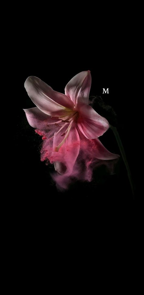 Flower Wallpaper Pink Aesthetic, Pink Wallpaper Dark, Dark Girly Wallpapers, Flower Wallpaper Iphone, Pink Black Wallpaper, Pink Black, Dark Pink Wallpaper, Pink And Black Wallpaper, Flowers Black Background