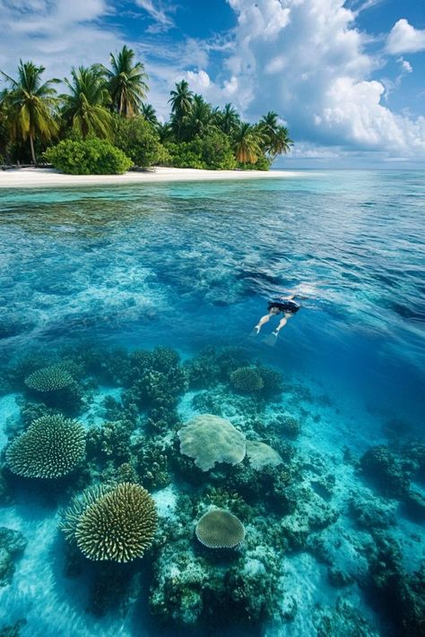 Experience underwater serenity with solo diving in the Maldives. Explore vibrant coral reefs, marine life, and the clear waters of this tropical paradise. 🤿 #SoloTravel #MaldivesDiving #TropicalEscape Tropical Escape, The Maldives, Coral Reefs, Beneath The Surface, Exploring The World, Tropical Paradise, Coral Reef, Marine Life, Solo Travel