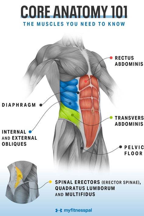 Many people thinking having six pack abs shows that you have a strong core. Do you know what are considered your core muscle groups and how to strengthen them all? From the global core muscles to the local core muscles, here are core-strengthening exercises That Target Every Ab Muscle from your obliques to your pelvic floor, to your back muscles. Add strength training your core to your workout routine and fitness plan to improve your full body fitness. #MyFitnessPal #corestrength #core #workout Abdominal Muscles Anatomy, Erector Spinae, Muscle Diagram, Rectus Abdominis, Abs Muscles, Gluteus Maximus, Core Strength Training, Best Core Workouts, Core Strengthening Exercises