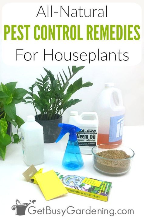 There are many ways to control houseplant pests without using toxic insecticides. Using all-natural pest control for houseplants is much healthier for us and our plants. There are lots of home remedies and homemade insect sprays that work great to kill bugs on indoor plants! So skip the toxic chemical pesticides, and try these organic methods and products for plants instead. It works! #houseplants #indoorplants #gardening #pestcontrol Houseplant Pests, Homemade Bug Spray, Kill Bugs, Plant Bugs, Natural Pesticides, Insect Spray, Best Pest Control, Plant Pests, Bug Control