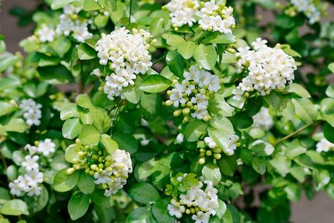 Murraya paniculata (Orange Jessamine) Murraya Paniculata, Silver Plant, Plant Pests, Plant Problems, Foundation Planting, Plant Diseases, Garden Types, Mediterranean Garden, Buy Plants