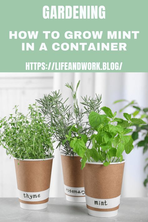 How to Grow Mint in a Container Growing Catnip, How To Grow Mint, Grow Mint, Drying Mint Leaves, Growing Mint, Apple Mint, Natural Air Freshener, Mint Plants, Garden Compost