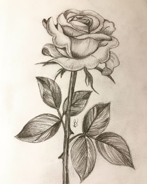 Drawing Faces, Pencil Drawings Of Flowers, Rose Sketch, Pencil Sketch Images, Meaningful Drawings, Cool Pencil Drawings, Flower Art Drawing, Rose Drawing, Art Drawings Sketches Pencil