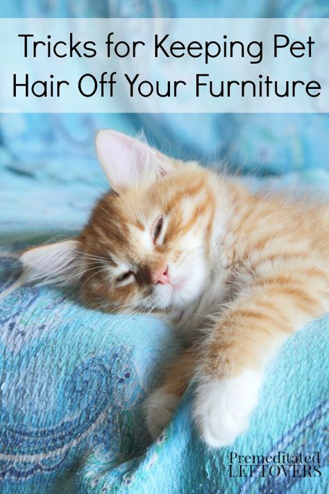 Cat Repellent, Cat Hair Removal, Pet Tips, Cat Info, Pet Allergies, Indoor Pets, Pet Hair Removal, Pet Odors, Pet Care Tips