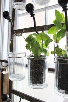 Kitchen Window Herb Garden, Hanging Herb Gardens, Kebun Herbal, Window Herb Garden, Pot Gantung, Mason Jar Herbs, Herb Garden Planter, Hanging Herb Garden, Hanging Herbs