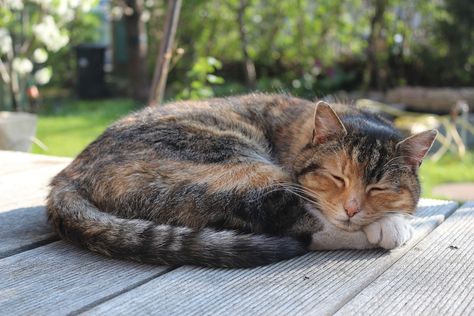 Free photo: Cat, Animal, Pet, Sleep, Nature - Free Image on ... Excited Cat, Sleeping Pose, Sleeping Drawing, Sleeping Animals, Cat Plants, Cat Reference, Cat Pose, Sleepy Cat, Cat Sleeping