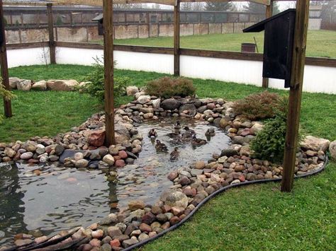 Duck Enclosure Ideas, Duck Enclosure, Reban Ayam, Duck Pens, Backyard Ducks, Katt Grejer, Duck Coop, Enclosure Ideas, Duck Farming