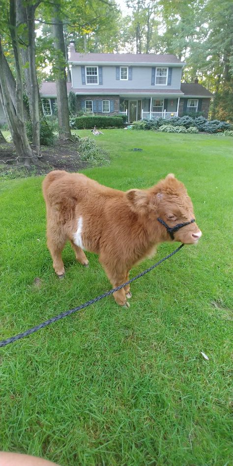 Highland Miniature Cow, Mini Highland Cow Pets, Miniature Highland Cow, Shampooed Cows, Miniture Cows, Cows Cute, Mini Highland Cow, Funny Cows, Belted Galloway