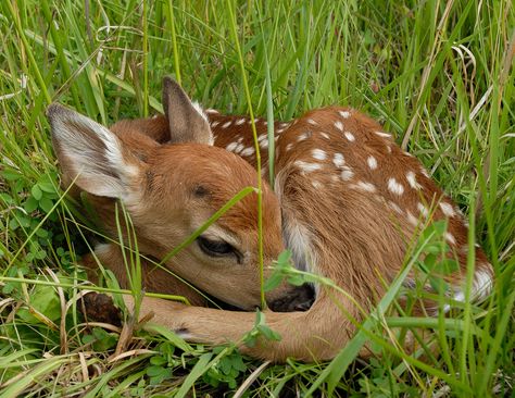 Funny Deer, Wild Deer, Deer Photos, Deer Pictures, Brown Deer, Deer Tattoo, Ap Studio Art, Whitetail Deer, Baby Deer