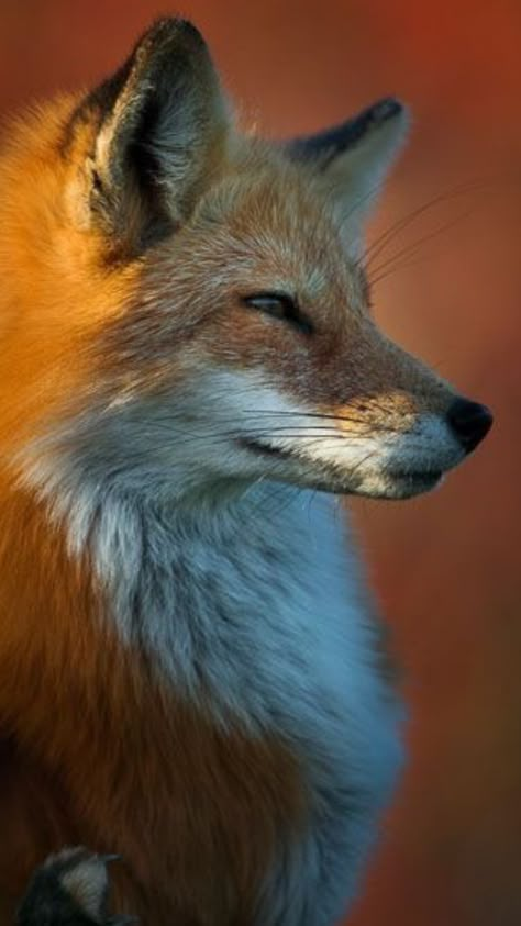 ☘️🦊☘️ Regard Animal, Friendly Fox, Baby Animal Drawings, Fox Pictures, What Does The Fox Say, Pet Fox, Animal Reference, Animal References, Wild Dogs