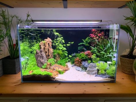 Klein Aquarium, Cool Fish Tank Decorations, Water Terrarium, Fish Aquarium Decorations, Fish Tank Themes, Taman Air, Goldfish Tank, Amazing Aquariums, Fish Tank Terrarium