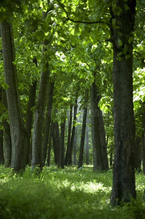 Forest. Dense trees in a green forest in spring , #ad, #trees, #Dense, #Forest, #spring, #forest #ad Open Forest Landscape, Forest Looking Up, Forest Overview, Oak Aesthetic, Forest From Below, Forest In Spring, Forest With Sunlight, Forest Backdrop, Forest Drawing