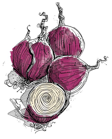 Red Onion Watercolor, Red Onion Drawing, Red Onion Illustration, Fruit Pen Drawing, Onions Illustration, Watercolour Pen Art, Ink And Wash Watercolors, Pen And Ink Drawings With Watercolor, Watercolor Onion