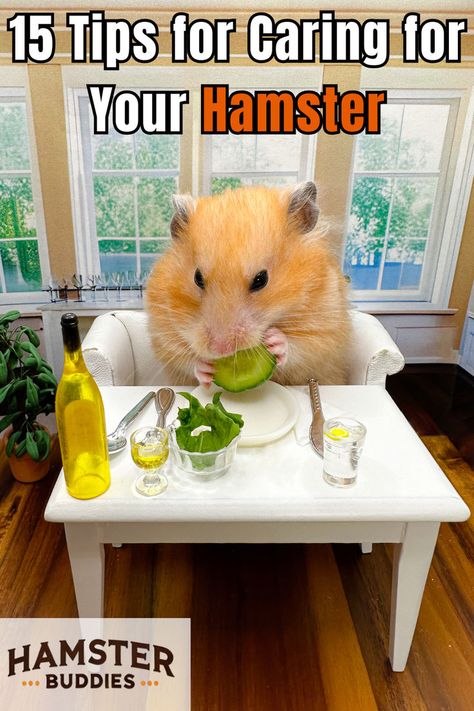 Want to ensure your hamster is happy and healthy? Discover 15 essential tips for providing the best care, from diet and exercise to habitat and hygiene. Click to explore this comprehensive guide for hamster care! Hamster Diet, Hamster Care, A Hamster, Hamster House, Diet And Exercise, Happy And Healthy, I Wish I Had, Health Advice, Home Tips