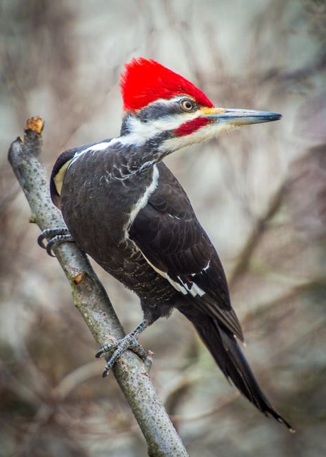 Pileated Woodpecker | Sally Wood Nature Photography Pileated Woodpecker, Bird Carving, Woodpeckers, Wood Bird, Airbrush Art, Nature Birds, Backyard Birds, Bird Pictures, Exotic Birds