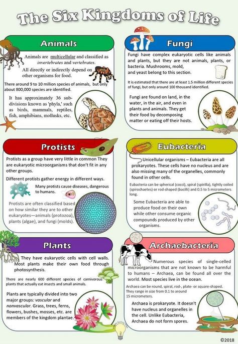 Educational Posters for Children: Building Bright Futures Kingdoms Of Living Things, Animal Kingdom Classification, Kingdom Classification, Life Science Classroom, Biology Poster, Learn Biology, Life Science Activities, Teaching Secondary, Basic Anatomy And Physiology