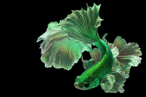 Green Betta Fish: A Rare Shade Of The Basic Breed Ikan Laga, Betta Fish Types, Cr7 Wallpapers, Rare Fish, Pretty Fish, Betta Fish Care, Fish Silhouette, Beta Fish, Halfmoon Betta