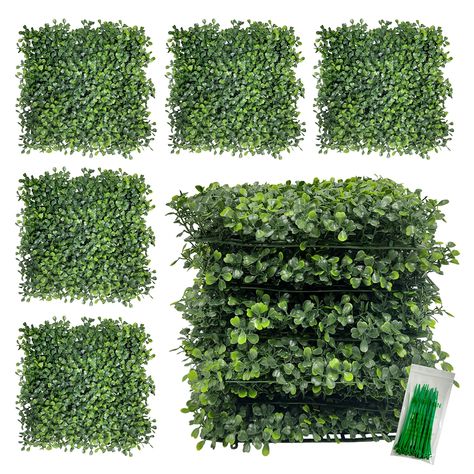 Boxwood hedge