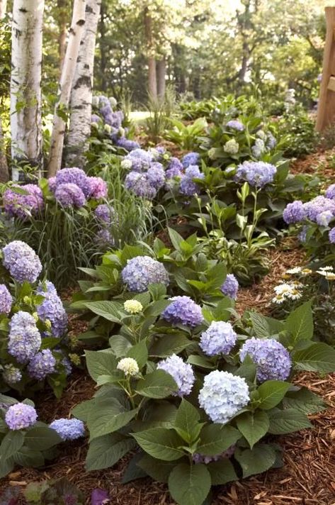 Hydrangea Shade, Prune Hydrangeas, Hardy Hydrangea, Hydrangea Landscaping, Bigleaf Hydrangea, Endless Summer Hydrangea, Hydrangea Garden, Cottage Garden Plants, Hydrangea Macrophylla