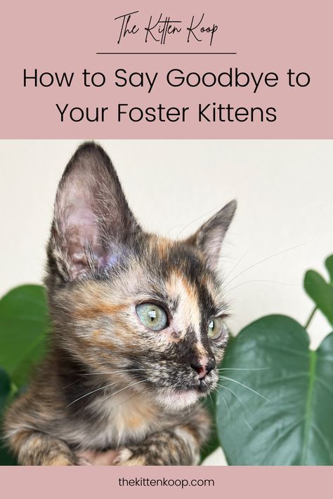 Fostering Cats, Fostering Animals, Cat Foster, Kitten Quotes, Foster Animals, Foster Cat, Transitional Home, Adoption Gifts, Adoption Day