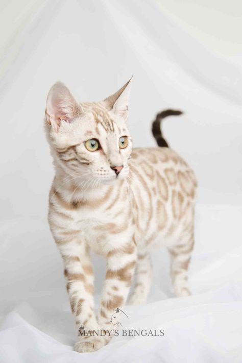 Snow Bengal Cat White Bengal Cat, Gato Bengali, Bengal Cat Breeders, Food Cat, Dream's Cat, Bengal Kitten, Wallpaper Cat, Cat Tattoos, Cat Breeder