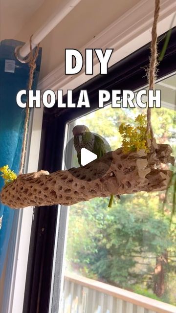 Arlo on Instagram: "Find cholla perches on Amazon or at your local pet store! Give it a rinse first. . . . #conures #conurelife #conuresofinstagram #conuresofig #parrots #parrotlife #parrotsofinstagram #blackcappedconure #conuretoys #parrottoys #pets #petbird #birds" Parrot Cages Ideas, Parrot Room Ideas, Conure Toys, Parrot Cage, Parrot Toys, Bird Perch, Pet Bird, Cool Pets, Pet Store