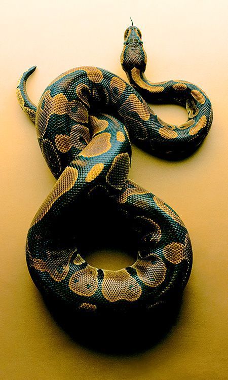 Snake Photos, Cool Snakes, Cute Snake, Cute Reptiles, Snake Art, Reptile Snakes, Beautiful Snakes, Pet Snake, Ball Python