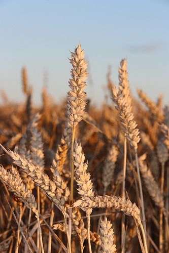 Wheat Farm, Corn Field, Fields Of Gold, Wheat Field, Brick Road, Airbrush Art, Pretty Plants, Greek Gods, Gods And Goddesses