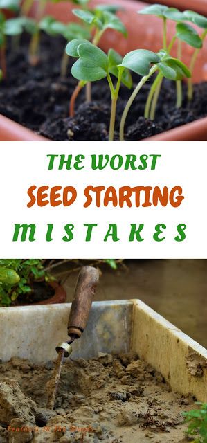 Farmers Starting Plants From Seeds, Starting Seeds, Starting A Vegetable Garden, Starting Seeds Indoors, Survival Gardening, Square Foot Gardening, Growing Tomatoes, Indoor Gardening, Vegetable Gardening