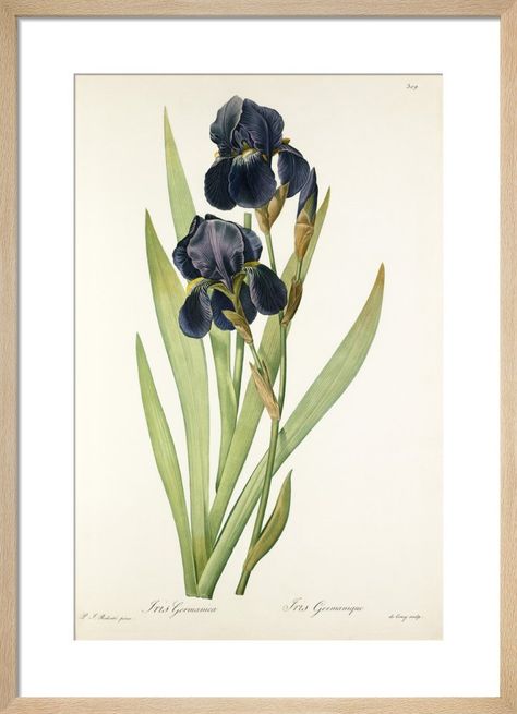 Iris germanica Art Print by Pierre Joseph Celestin Redouté | King & McGaw Botanisk Illustration, Art Pierre, Illustration Blume, Illustration Botanique, Antique Illustration, Hur Man Målar, Purple Iris, Iris Flowers, Rock Design