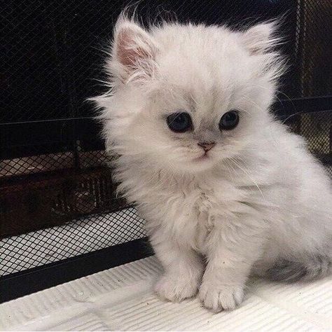 White Kitten, A Small, Bed, White