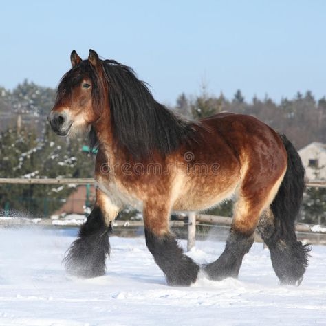 Photo about Gorgeous dutch draught horse with long mane running in the snow in winter. Image of fast, stallion, snowfall - 35682548 Dutch Draft Horse, Running In Snow, Belgian Draft Horse, Long Photos, Snow Animals, Winter Horse, Draft Horse, Big Horses, Most Beautiful Horses