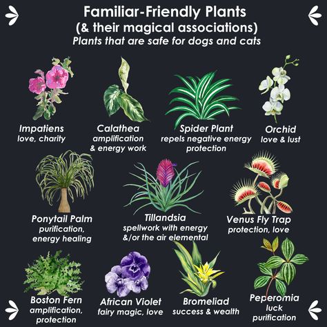 Keep your dog and cat familiars safe with this list of non-toxic houseplants. Magical House Plants, Is Eucalyptus Safe For Cats, Plants For Protection Witchcraft, Flowers For Protection, Plants For Witches, List Of Herbs For Witchcraft, Witch Garden Plants, Witches Plants, Non Toxic House Plants