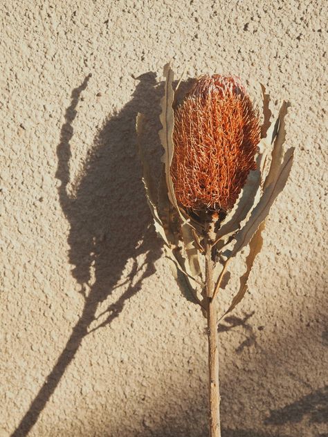 Large orange pink banksia flower on a beige background Banksia Flower, Modern Bohemian Home, Australian Native Flowers, Native Flowers, Dried Florals, Australian Flora, Custom Bouquet, Cerise Pink, Australian Native