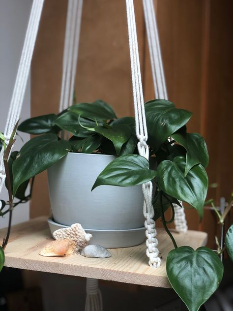 Want an easy to care for houseplant (think succulents) but with a more leafy look? Welcome the heartleaf philodendron into your life! Click for my post about plant tips and tricks and plant care info. Plant Tips And Tricks, Heartleaf Philodendron, Philodendron Scandens, Plant Tips, My Plant, Garden Veggies, Plant Lady, Plant Care, Macrame Plant Hanger