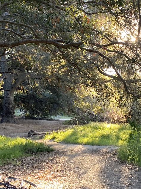 California Costal Oak grove in the morning Oak Grove, In The Morning, The Morning, California, Quick Saves