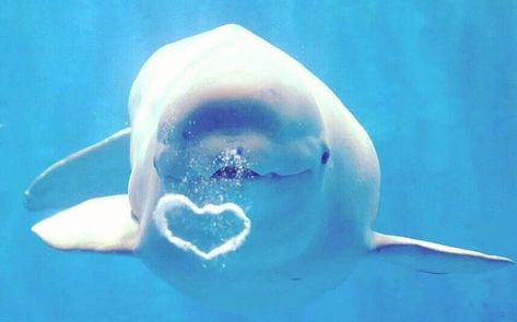 Heart In Nature, Heart Bubbles, Cute Whales, Beluga Whale, Beautiful Sea Creatures, Harbin, Marine Biology, Marine Animals, Cute Animal Photos