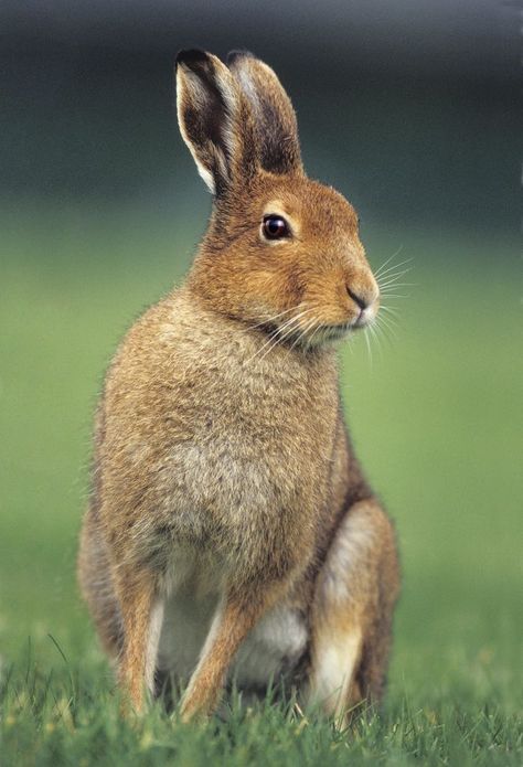 Irish Mountain Hare (Lepus timidus) a Hare adapted to Mountainous Regions of Ireland Irish Hare, Irish Wildlife, Robin Isely, Most Beautiful Animals, Wildlife Nature, Woodland Creatures, Animal Planet, Wildlife Art, Animal Photo