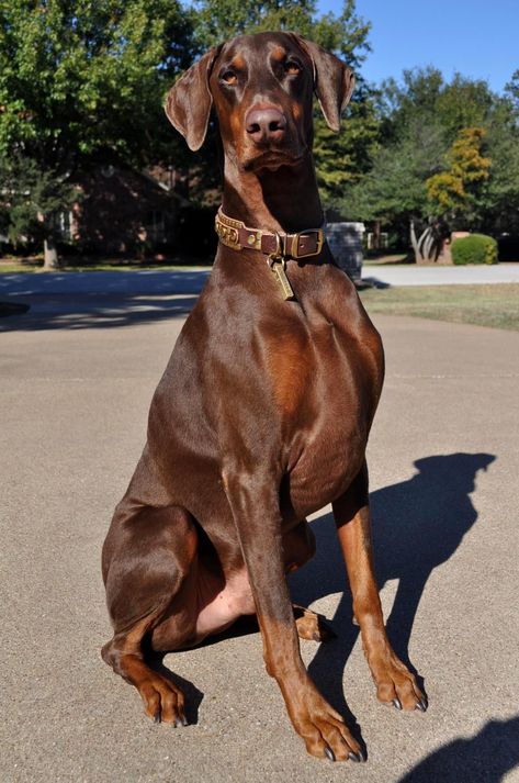 Doberman Brown, Doberman Pinscher Natural Ears, Chocolate Lab Dog, Brown Doberman, Antipolo, Doberman Love, Doberman Pinscher Dog, Doberman Puppy, Doberman Dogs