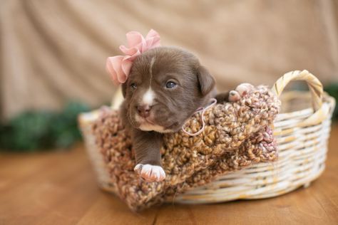 Breeder Puppy Pictures, Newborn Puppy Picture Ideas, 3 Week Old Puppy Photoshoot, Newborn Puppy Litter Photoshoot Ideas, Newborn Puppy Photos, Puppies Photoshoot Ideas, Frenchie Puppy Photoshoot Ideas, Puppy Picture Ideas Photography, Puppy Photo Shoot Ideas