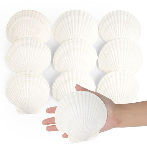 PRICES MAY VARY. Packaging Includes: You will receive 10 pcs natural scallops shells, the size of the shell is between 4 inches and 5 inches. Our shells are natural, so the size and shape of each shell will be different. The size of the scallop shell is very suitable for baking and cooking food. Natural Scallops Shells: The scallops shells are carefully selected from nature. All shells have been cleaned and have a bright white appearance. The shell does not need any embellishment, and its natura Painting Shells Seashells, Pearl Decorations Party, Beach Wedding Table Centerpieces, Beach Wedding Party Favors, Wedding Decor Beach, Shells Crafts, Beach Theme Party, Beach Wedding Tables, Seashell Christmas Ornaments