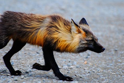 I watched this fox approach the area of Eielson visitor center. Fox Colors, Cross Fox, Vulpes Vulpes, Fantastic Fox, Photo Animaliere, Anime Karakterek, Black Fox, Pretty Animals, Wild Dogs