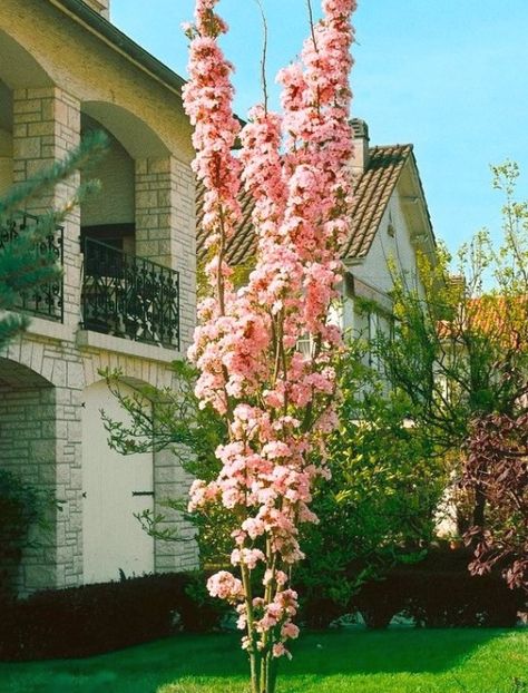 A columnar Japanese Flowering Cherry Tree with stunning Spring Blossoms. This is a fantastic, magnificent tree delivered in beautiful bud and bursting in to bloom in season. The flowering cherry blooms in April and May, it originates fr #landscapingideas #gardenideas #landscaping Leyland Cypress Trees, Tree Names, Japanese Garden Plants, Blue Spruce Tree, Prunus Serrulata, Trees For Front Yard, Arborvitae Tree, Leyland Cypress, Flowering Cherry Tree